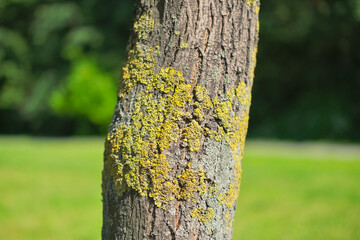 tree trunk covered with lichen moss, garden pests
