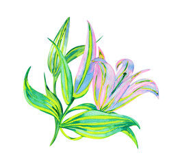 Branch of lily flowers, watercolor illustration isolated on white