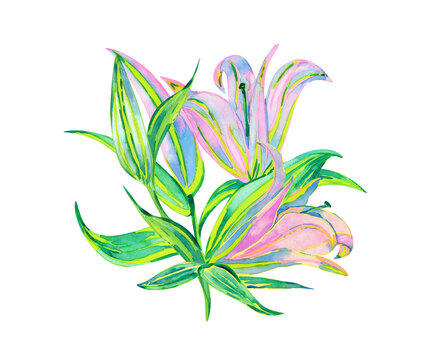 Bouquet of lily flowers, watercolor drawing isolated on white