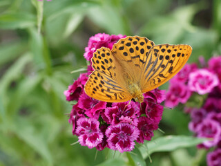 Silver-washed fritillary or Argynnis paphia feeding nectar on Dianthus barbatus or sweet William's flower