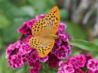 Argynnis paphia - Silver-washed fritillary, flashy butterfly. Pale orange and black spots on wings...
