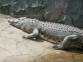 Crocodiles Resting at the zoo in Indonesia