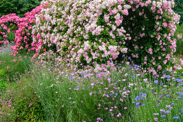 Naklejka premium バラの花園