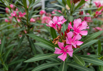 Pink Nerium oleander flowers