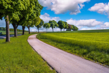 Country road curve along some trees