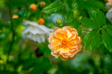 Blossom of an orange rambling rose flower - obrazy, fototapety, plakaty