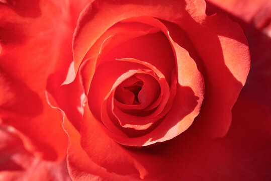 Macro photo of a blooming red rose, backdrop.