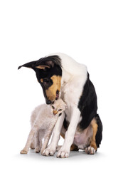 Smooth Collie dog pup and LaPerm cat kitten, playing and rubbing against each other. Both looking to the back. Isolated on a white background.