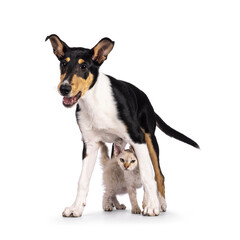 Naklejka na ściany i meble Smooth Collie dog pup standing over and LaPerm cat kitten. Both looking towards camera. Isolated on a white background.