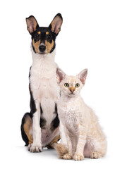 Smooth Collie dog pup and LaPerm cat kitten, sitting together. Both looking towards camera. Isolated on a white background.