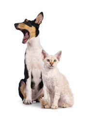 Smooth Collie dog pup and LaPerm cat kitten, sitting together. Dog yawning and cat looking towards camera. Isolated on a white background.
