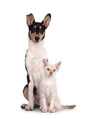 Smooth Collie dog pup and LaPerm cat kitten, sitting together. Both looking to the side. Isolated on a white background.
