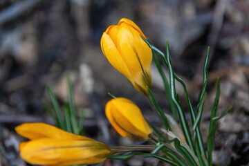 Fototapeta premium yellow flower in the garden