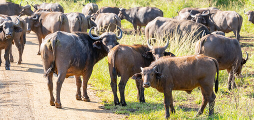 Kaffernb&uuml;ffel im Naturreservat Hluhluwe Nationalpark S&uuml;dafrika