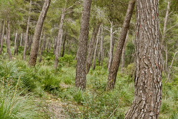 Pinar.Cala Mesquida.Península de Llevant.Arta.Mallorca.Islas Baleares. España.