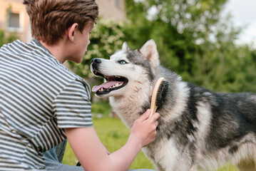 Young teenage boy combing dog at special brush outdoor in yard. Boy brushing husky with comb. Concept of care animal, home grooming, best pet for child, teenager and pet dog, favorite pet. - obrazy, fototapety, plakaty