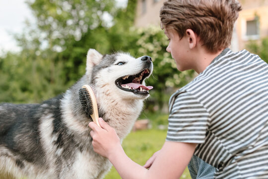 Young teenage boy combing dog at special brush outdoor in yard. Boy brushing husky with comb. Concept of care animal, home grooming, best pet for child, teenager and pet dog, favorite pet.