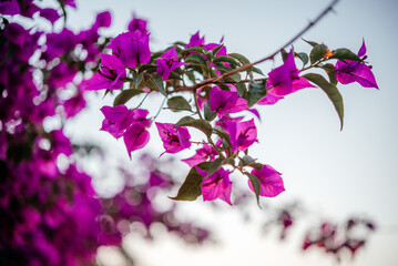 Fototapeta na wymiar Beautiful fuchsia pink flowers of mediterranean Bougainvillea vine at sunset