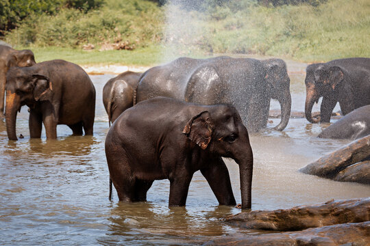 Elephants wash in the river at the Pinnawala Elephant Sanctuary. Sri Lanka