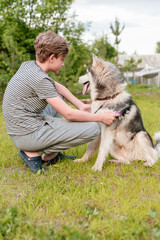 Naklejka na ściany i meble Young teenage boy combing dog at special brush outdoor in yard. Boy brushing husky with comb. Concept of care animal, home grooming, best pet for child, teenager and pet dog, favorite pet.