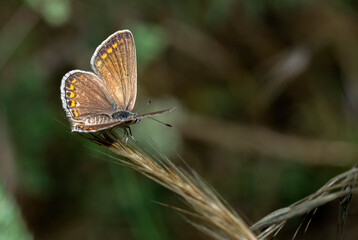 Early in the morning, dew-covered butterflies wait for the sun to come out and dry them to fly.