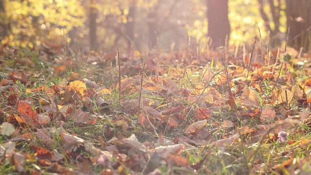 Autumn sunny forest. Close up on yellow colored maple dry tree leaves are falling to the ground on sunlight boken background. Camera view from the bottom laying on the floor. High quality 4k footage