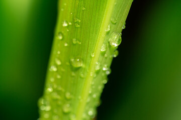 Macro photo of water spots on the leaf. The water above the leaves