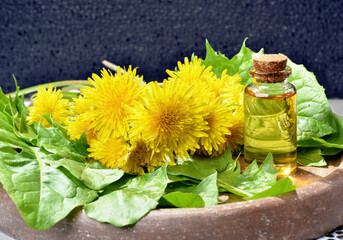 Bouquet of medicinal plant dandelion Taraxacum, essential oil in a beautiful bottle on the table