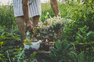 An old woman collects medicinal herbs. Selective focus.