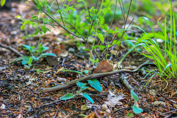 A snake crawling among the grass in Poland