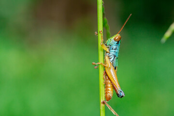 A macro photo of grasshoppers in the wild
