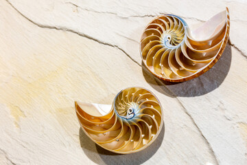 Nautilus shell section on rock background, Seashell n autilus in seashell museum.