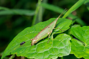 Macro photo of Chinese Grasshopper animals in the wild