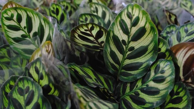 CALATHEA MAKOYANA in pots on the shelf in a flower shop. choice house plant, the warehouse of the botanical garden at the exhibition
