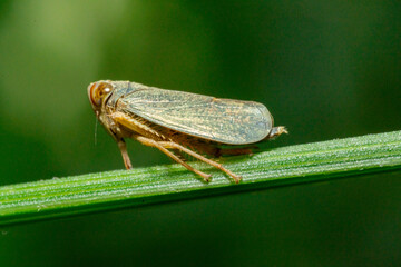 A macro photo of a butterfly perched on a leaf