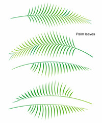 シンプルな椰子の葉っぱのイラスト素材 ベクター
