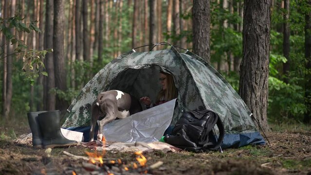 Purebred curios dog entering tent with woman sitting inside talking to pet. Young American Staffordshire Terrier and traveler camping in sunny forest outdoors. Slow motion