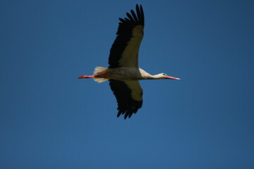 Storks in the field and in flight
