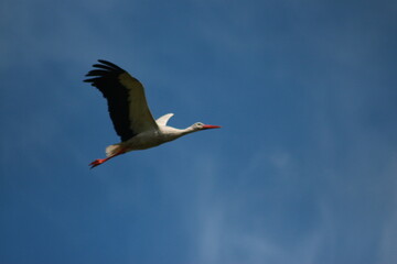 Storks in the field and in flight