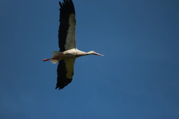 Storks in the field and in flight