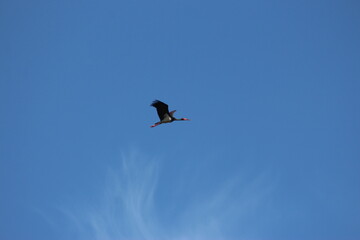 Storks in the field and in flight