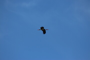 Storks in the field and in flight