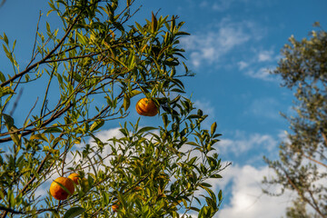 ostatnie mandarynki dojrzewające na drzewie