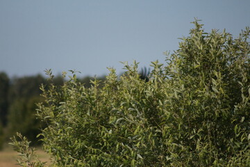 Obraz na płótnie Canvas Storks in the field and in flight