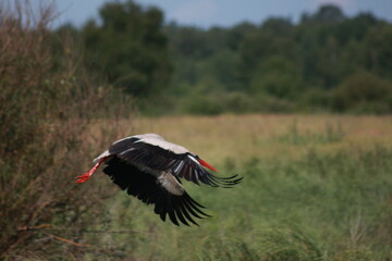 Storks in the field and in flight