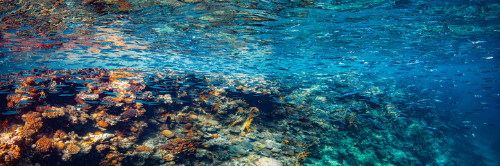 Fototapeta na wymiar Panorama underwater coral reef on the red sea