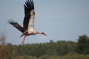 Storks in the field and in flight