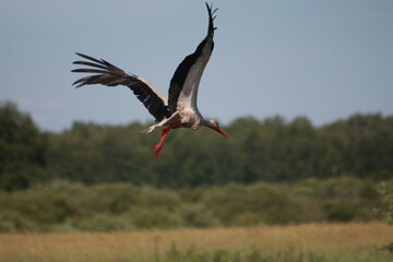 Storks in the field and in flight