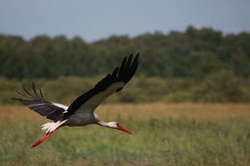 Storks in the field and in flight
