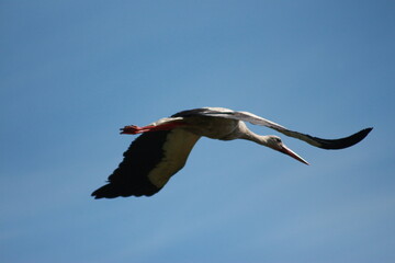 Storks in the field and in flight